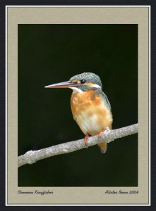 Common Kingfisher