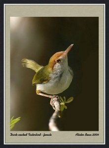 Dark-necked Tailorbird