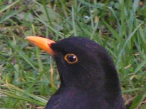 Male Blackbird