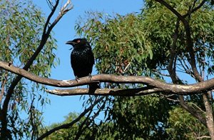 Spangled Drongo