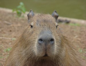 Staring Capybara