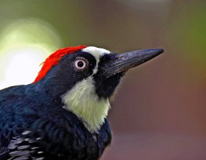 Mr. Acorn Woodpecker