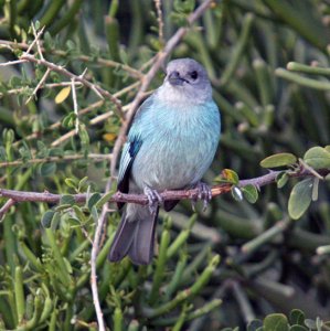 glaucous tanager