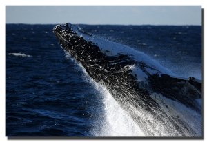 Humpback breach