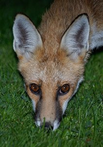 Urban fox