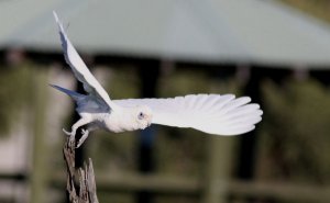 Little Corella