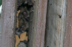 Little Brown Bats