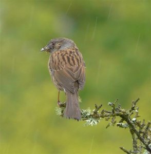 Dunnock (in the rain)