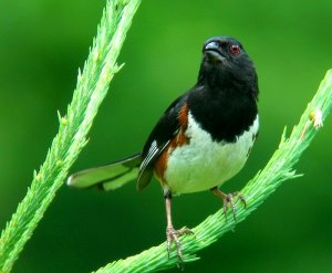 Eastern Towhee