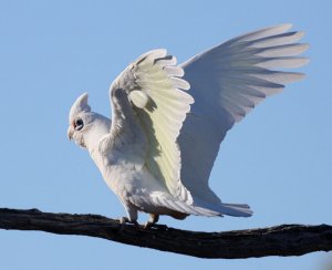 Stretching Corella