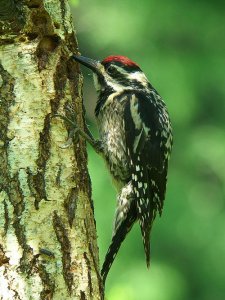 Yellow-bellied Sapsucker (female)