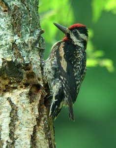 Yellow-bellied Sapsucker (male)