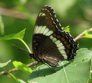 White Admiral