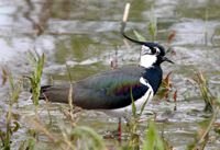 Lapwing