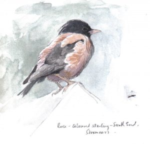 Rose-coloured Starling sketch