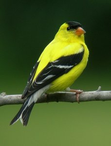 American Goldfinch