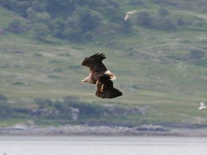 Dropping in for lunch