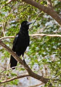 Jungle Crow (Corvus macrorhynchos)