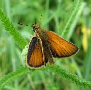 European Skipper