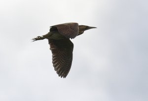 Bittern