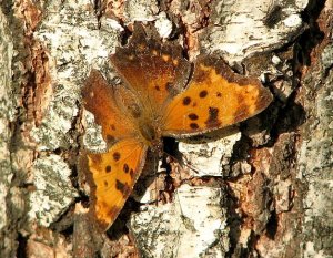 Eastern Comma