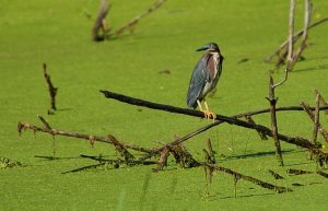 Green Heron