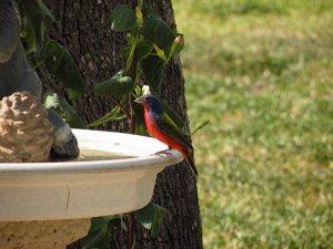 Painted bunting