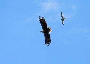 White tailed Sea Eagle