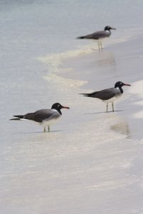 White-eyed Gulls