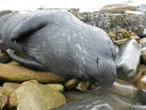 Common Seal pup