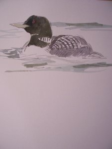 White-billed diver - colour sketch from today's fieldwork