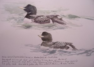 White (yellow) billed diver - colour sketch from today's fieldwork