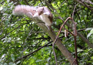 A flying Squirrel in the UK??