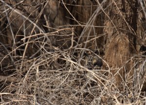 Long-eared Owl