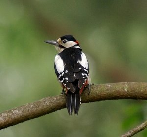 Great Spotted Woodpecker