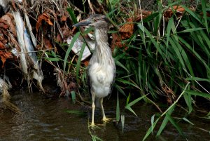 Young Night Heron #2