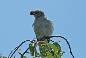 Red Cheeked Starling female