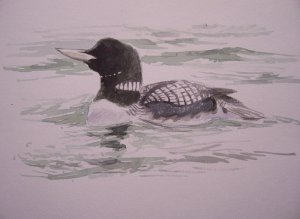 White-billed Diver drawing