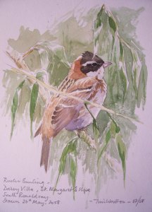 Rustic Bunting drawing