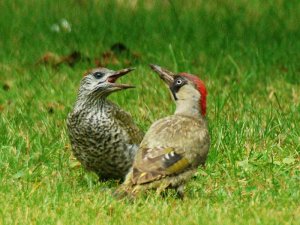 Green Woodpecker + young