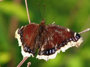 Mourning Cloak