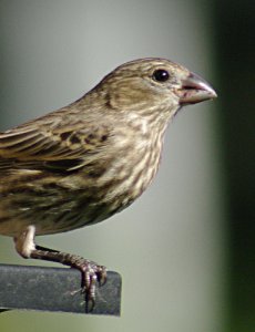 Female House Finch