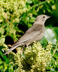 Female Brown-Headed Cowbird