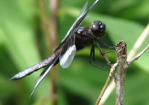 Widow Skimmer