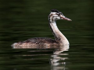 Juv GC Grebe