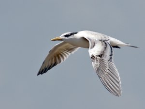 Royal Tern in Flight