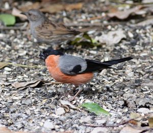 Bullfinch