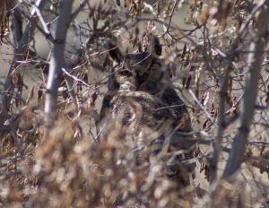Great Horned Owl silently watching