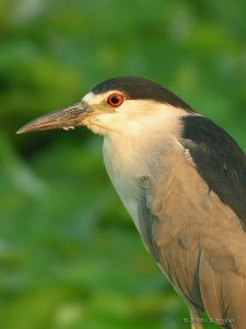 Black-crowned Night Heron