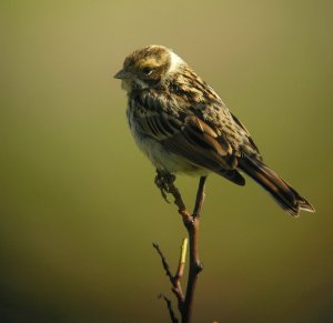 Reed Bunting